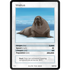 Life TCG: 1st Edition Trading Card  - Mammals - Walrus 69/100