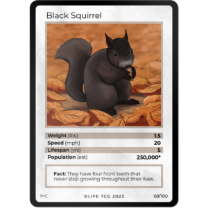 Life TCG: 1st Edition Trading Card  - Mammals - Black Squirrel 68/100