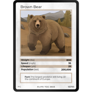 Life TCG: 1st Edition Trading Card  - Mammals - Brown Bear 65/100