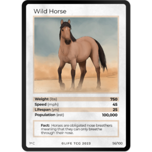 Life TCG: 1st Edition Trading Card  - Mammals - Wild Horse 56/100