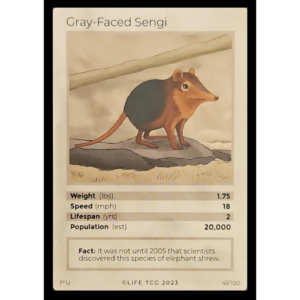 Life TCG: 1st Edition Trading Card  - Mammals - Gray-Faced Sengi 41/100